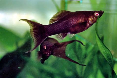 茶壺魚顏色|茶壺魚:黑瑪麗又名黑摩利花鱂科。（Black molly/Mollien 